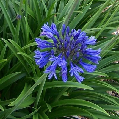 Agapanthe Midnight Star - Leaderplant