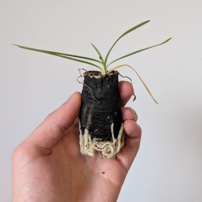 Agapanthe Blanche en mini-motte  - Leaderplant