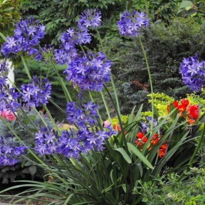 Agapanthe Northern Star ® - Leaderplant