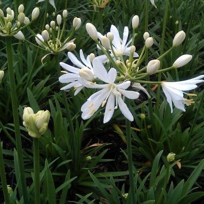 Agapanthe Petit Eskimo - Leaderplant