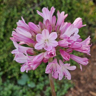 Agapanthe Poppin Pink  - Leaderplant
