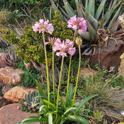 Agapanthe Poppin Pink  - Leaderplant