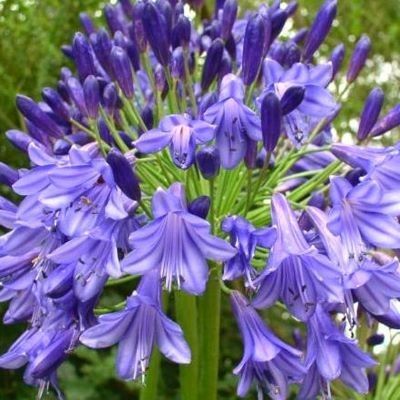 AGAPANTHE Purple Cloud - Leaderplant