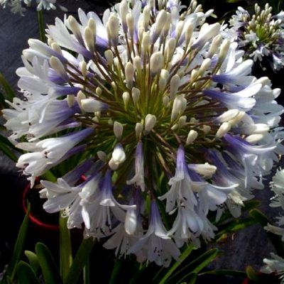 Agapanthe Queen Mum ® - Leaderplant