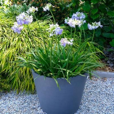 Agapanthe Sea Breeze ® - Leaderplant