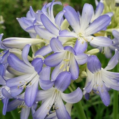 Agapanthe Sea Breeze ® - Leaderplant