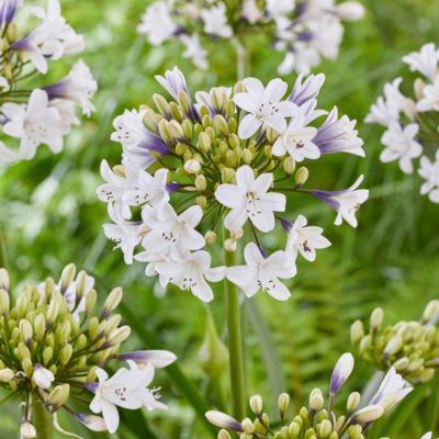 Agapanthe Sparkle Everpantus ®  - Leaderplant