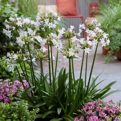 Agapanthe Sparkle Everpantus ®  - Leaderplant