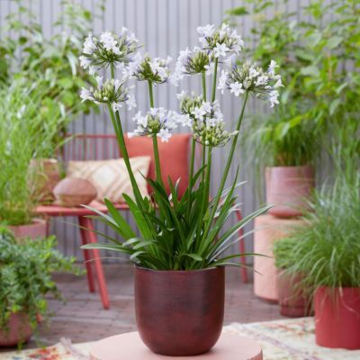 Agapanthe Sparkle Everpantus ®  - Leaderplant