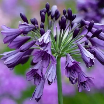 Agapanthe Star Poppin Purple ® - Leaderplant