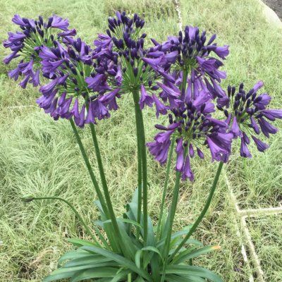 Agapanthe Star Poppin Purple ® - Leaderplant