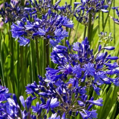 Agapanthe Timaru - Leaderplant