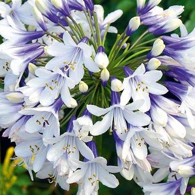 Agapanthe naine et bicolore Twister ® - Leaderplant