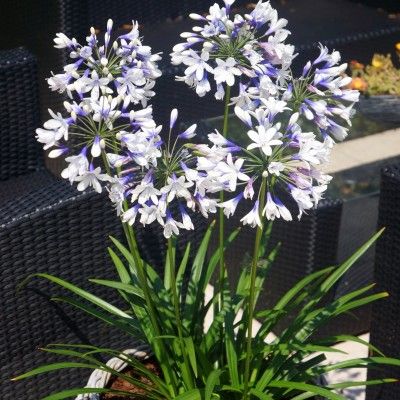 Agapanthe naine et bicolore Twister ® - Leaderplant