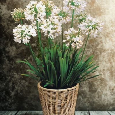 Agapanthe Blanche en mini-motte  - Leaderplant