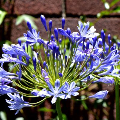 Agapanthe bleue en mini-motte  - Leaderplant