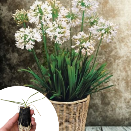 Agapanthe Blanche en mini-motte  - Leaderplant