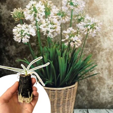 Agapanthe Blanche en mini-motte  - Leaderplant