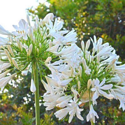 Agapanthe Blanche - Leaderplant