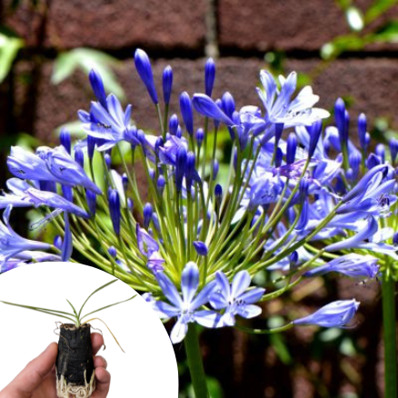 Agapanthe bleue en mini-motte  - Leaderplant