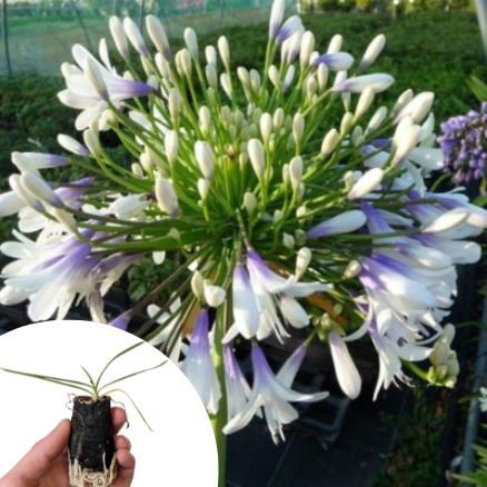 Agapanthe Queen Mum en mini-motte  - Leaderplant