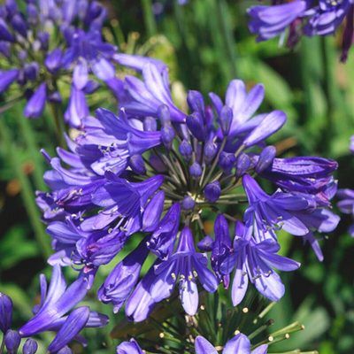 Agapanthe Star Ever Sapphire ® - Leaderplant