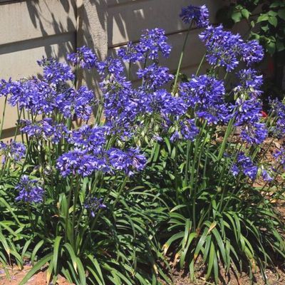 Agapanthe Star Ever Sapphire ® - Leaderplant