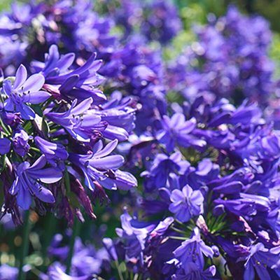 Agapanthe Star Ever Sapphire ® - Leaderplant