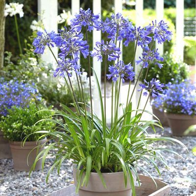 Agapanthe Star Ever Sapphire ® - Leaderplant