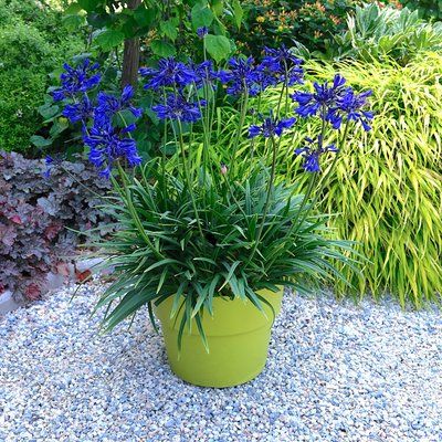 Agapanthe Starry Night en mini-motte - Leaderplant