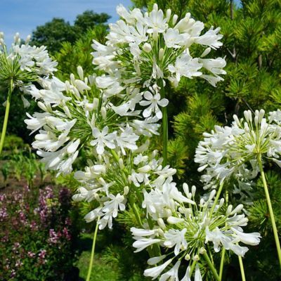 Agapanthe Artic Star - Leaderplant