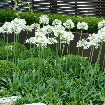 Agapanthe Artic Star - Leaderplant