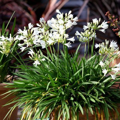Agapanthe naine Double Diamond ® - Leaderplant