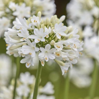 Agapanthe blanche Star Ever White ® - Leaderplant
