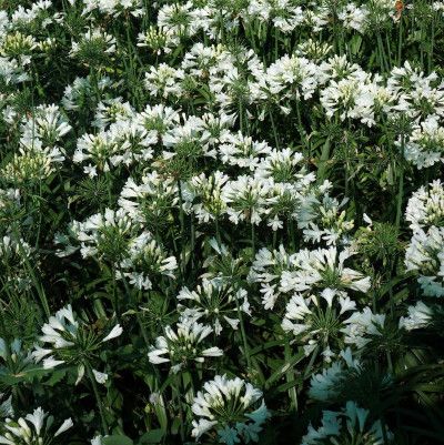 Agapanthe blanche Star Ever White ® - Leaderplant