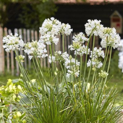 Agapanthe blanche Star Ever White ® - Leaderplant