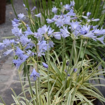 Agapanthe Fanch Beauty - Leaderplant
