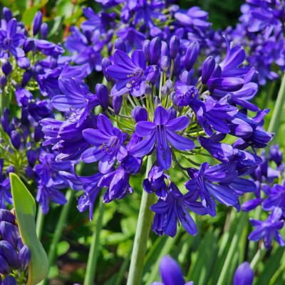 Agapanthe Flower of Love en mini-motte - Leaderplant