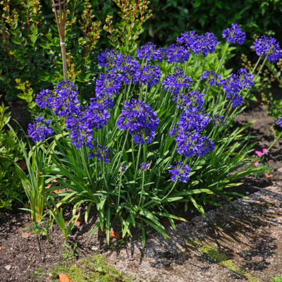 Agapanthe Flower of Love  - Leaderplant