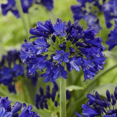Agapanthe Midnight Sky Everpantus ®  - Leaderplant