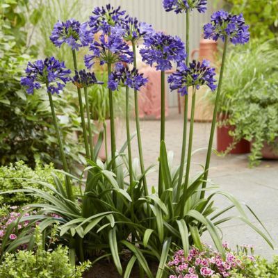 Agapanthe Midnight Sky Everpantus ®  - Leaderplant