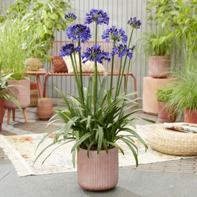 Agapanthe Midnight Sky Everpantus ®  - Leaderplant