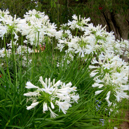 Agapanthe Petit Eskimo en mini-motte - Leaderplant