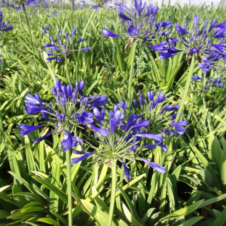 Agapanthe Timaru en mini-motte - Leaderplant