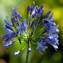 Agapanthe Blue Triomphator - Leaderplant