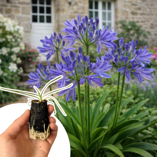Agapanthe Charlotte en mini-motte - Leaderplant