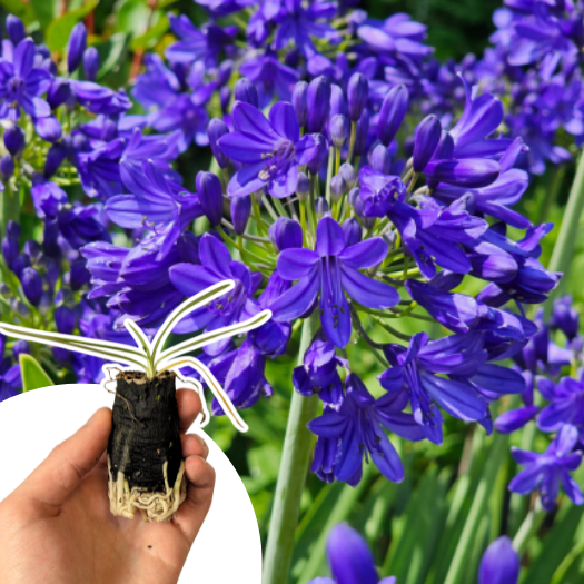 Agapanthe Flower of Love en mini-motte - Leaderplant