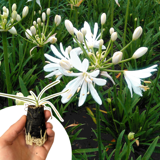 Agapanthe Petit Eskimo en mini-motte - Leaderplant