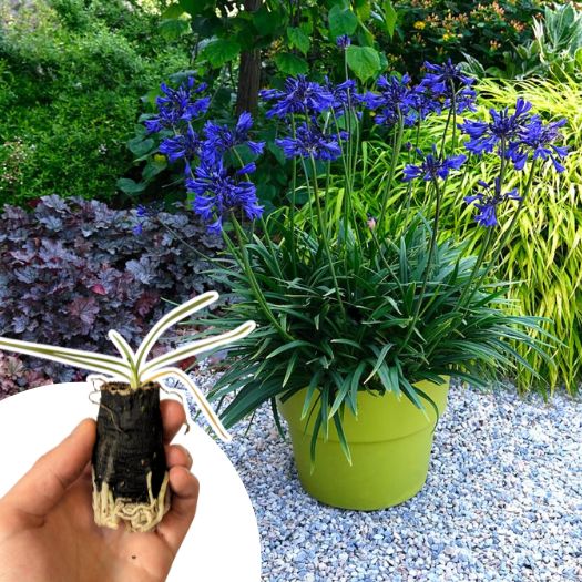 Agapanthe Starry Night en mini-motte - Leaderplant