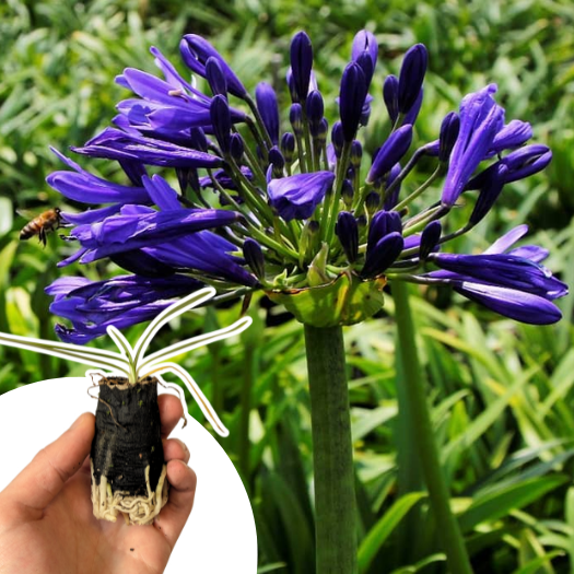 Agapanthe Timaru en mini-motte - Leaderplant